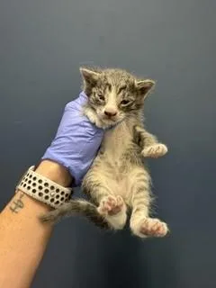 A baby small-sized male Domestic Long Hair cat named Shadow for adoption in Miami, FL