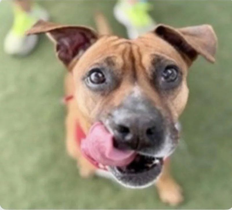 An adult medium-sized female Boxer dog named Diana for adoption in St Petersburg, FL