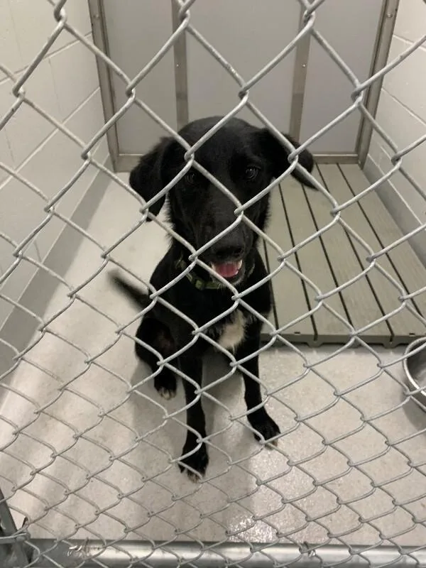 An adult medium-sized male Black Labrador Retriever dog named Hancock for adoption in Rochester, NY