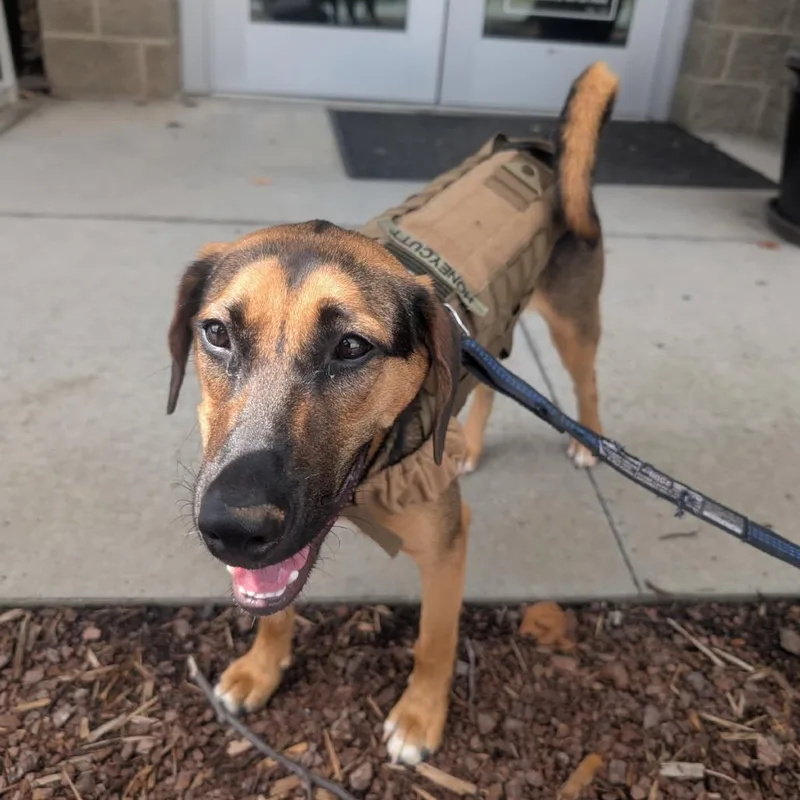 A young medium-sized male Black Mixed Breed dog named Elvis Pawsley for adoption in Asheville, NC