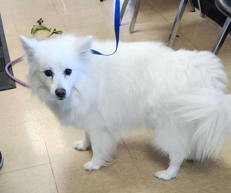 An adult small-sized female White / Cream American Eskimo Dog named Peach  St. Louis for adoption in Saint Louis, MO