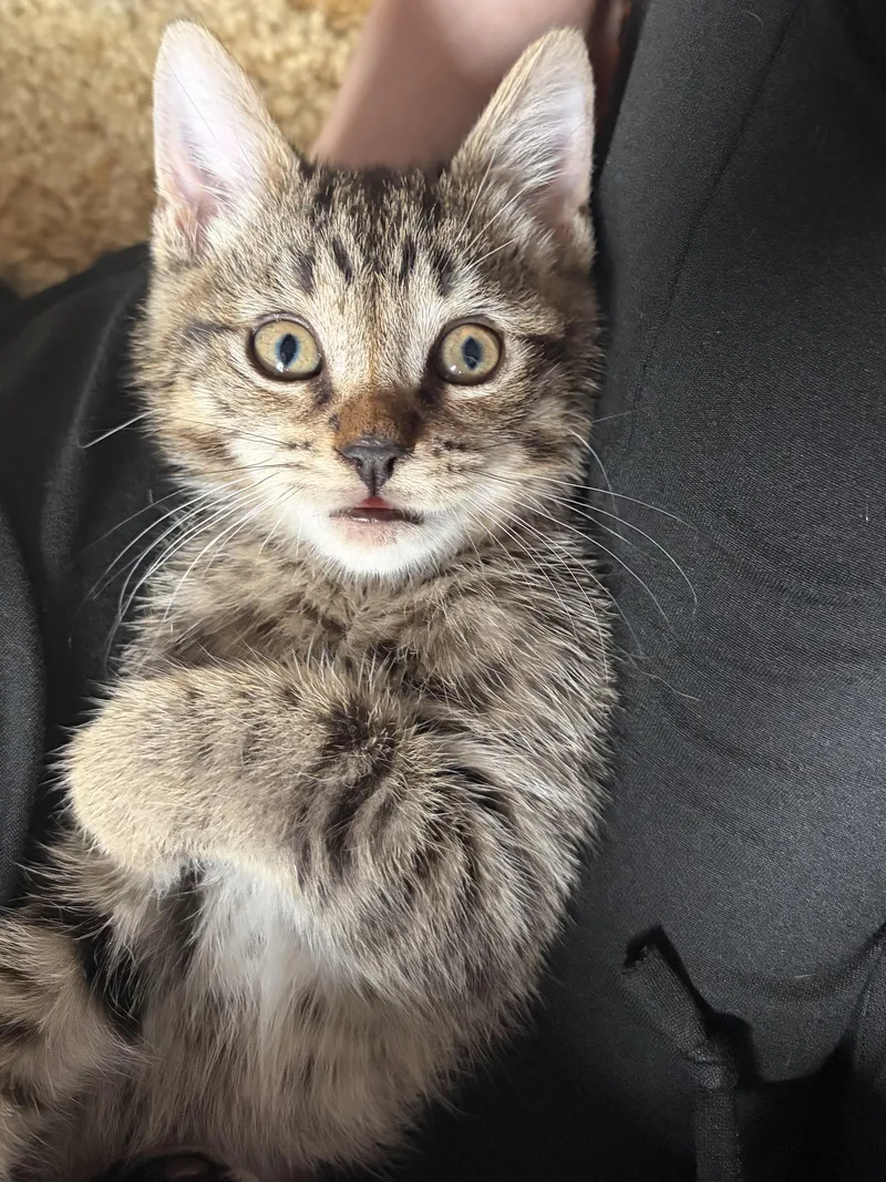 A baby medium-sized male Domestic Short Hair cat named Frito for adoption in Haddon Heights, NJ