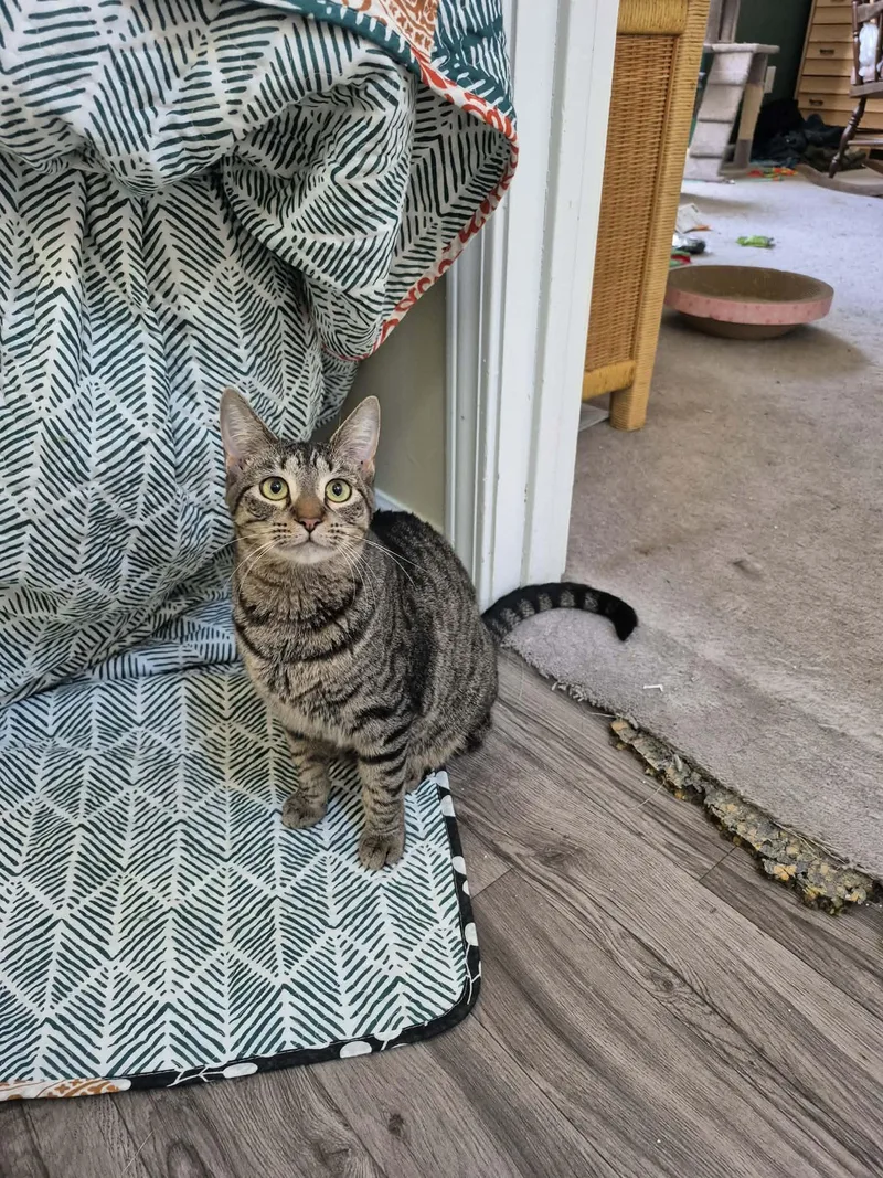 Cactus Cloud thumbnail 2