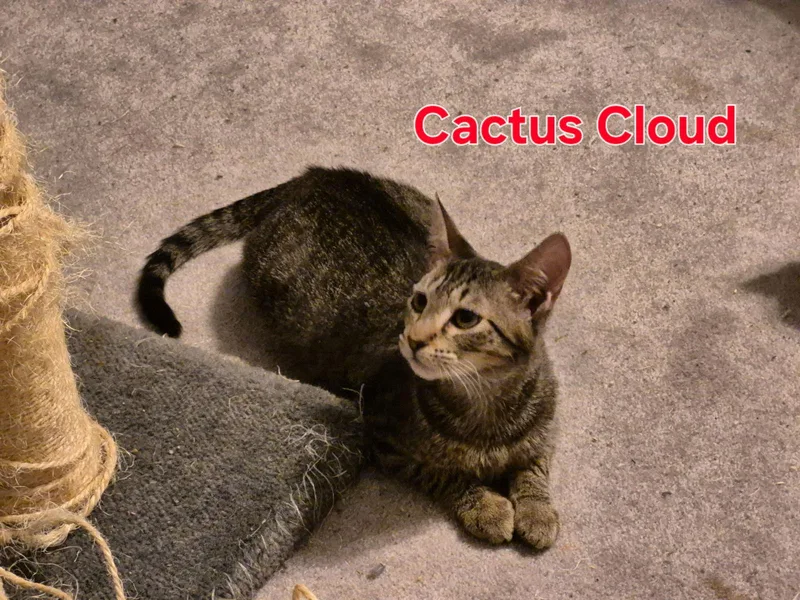 Cactus Cloud thumbnail 3