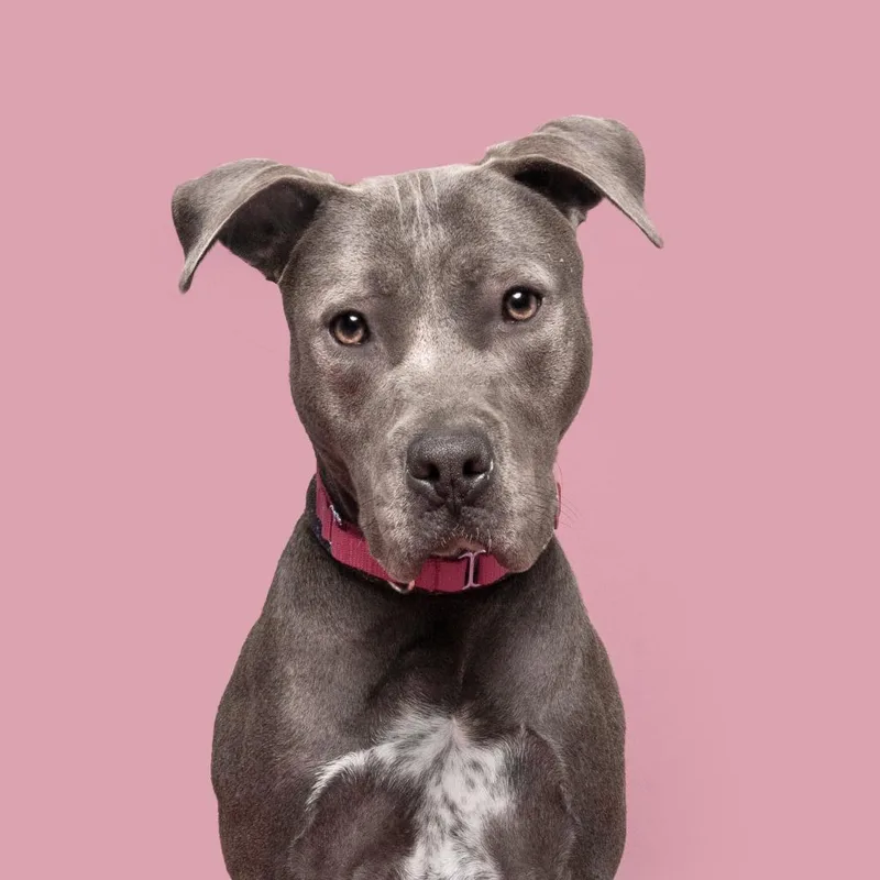 Mochi
