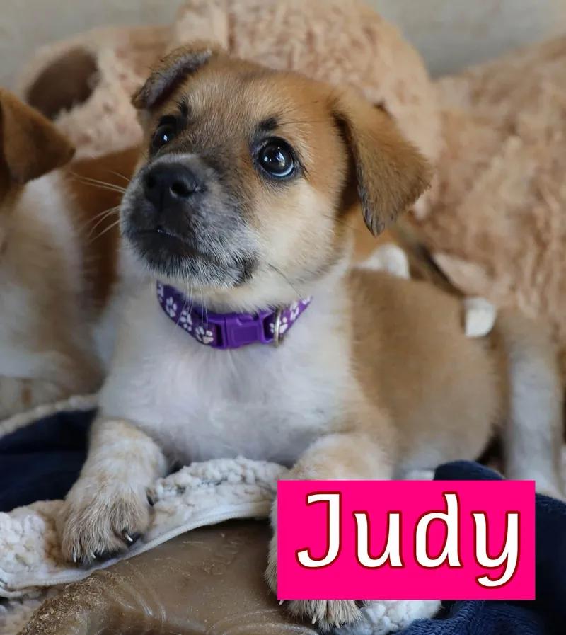 A baby medium-sized female Australian Cattle Dog / Blue Heeler dog named Judy for adoption in Keller, TX