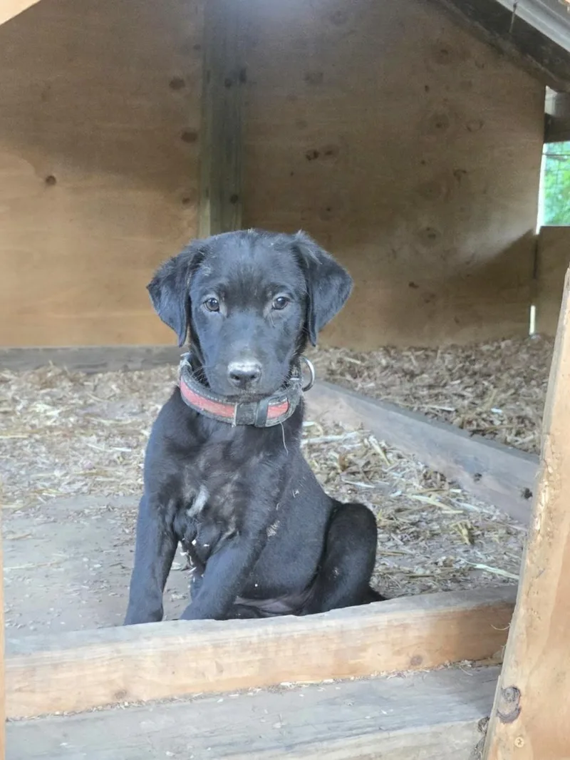 A baby large-sized female Black Labrador Retriever dog named Jj for adoption in Kannapolis, NC
