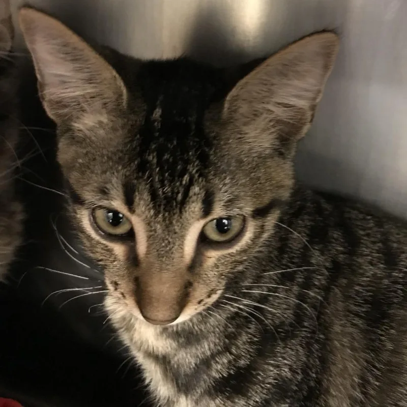 A baby small-sized male Brown / Chocolate Domestic Short Hair cat named Ralphie for adoption in West Palm Beach, FL