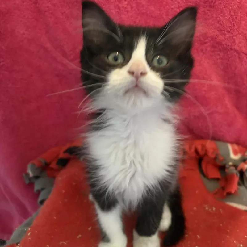 A baby small-sized male Black Domestic Long Hair cat named Brutus for adoption in West Olive, MI