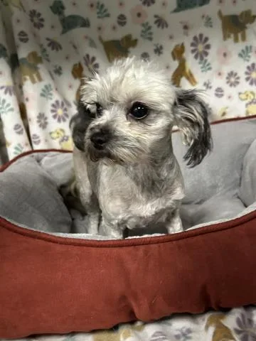 An adult small-sized female Shih Tzu dog named Jody for adoption in Clinton Township, MI