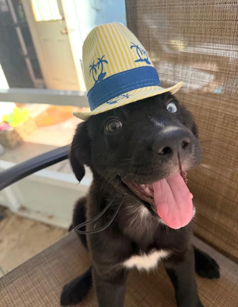 A baby medium-sized male Border Collie dog named Bowie for adoption in Winter Park, FL