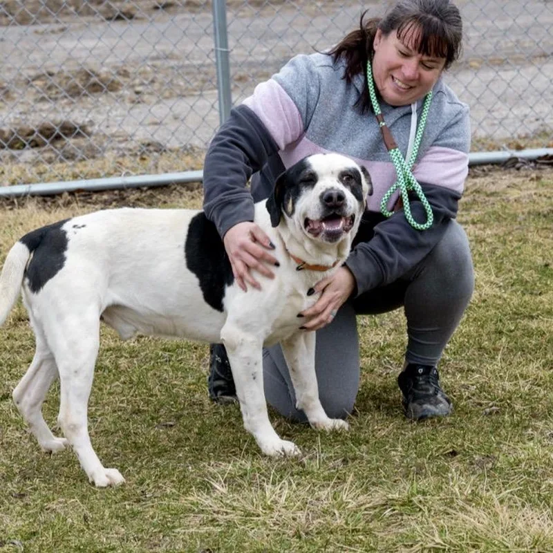 An adult large-sized male White / Cream Catahoula Leopard Dog dog named Andouille for adoption in Tipton, IN