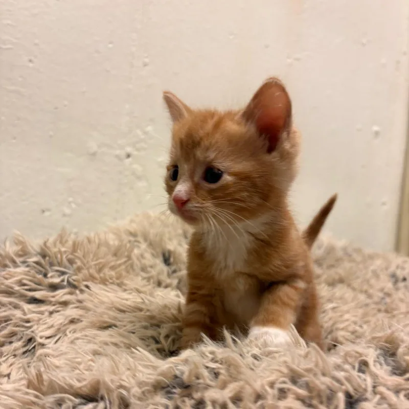 A baby small-sized male Orange / Red Domestic Short Hair cat named Instigator for adoption in South Burlington, VT