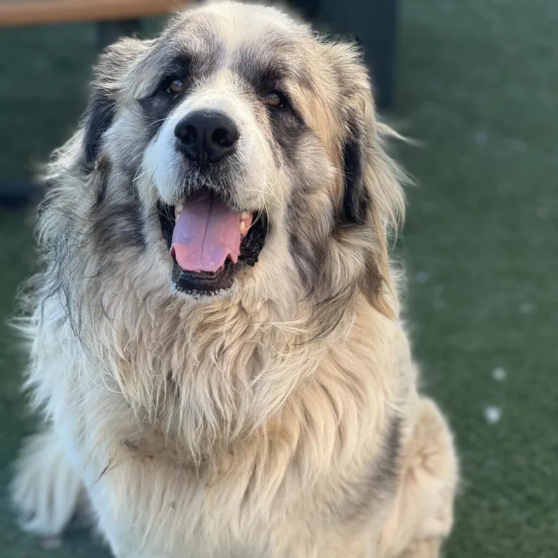 An adult large-sized male White / Cream Great Pyrenees dog named Norm for adoption in Idaho Falls, ID