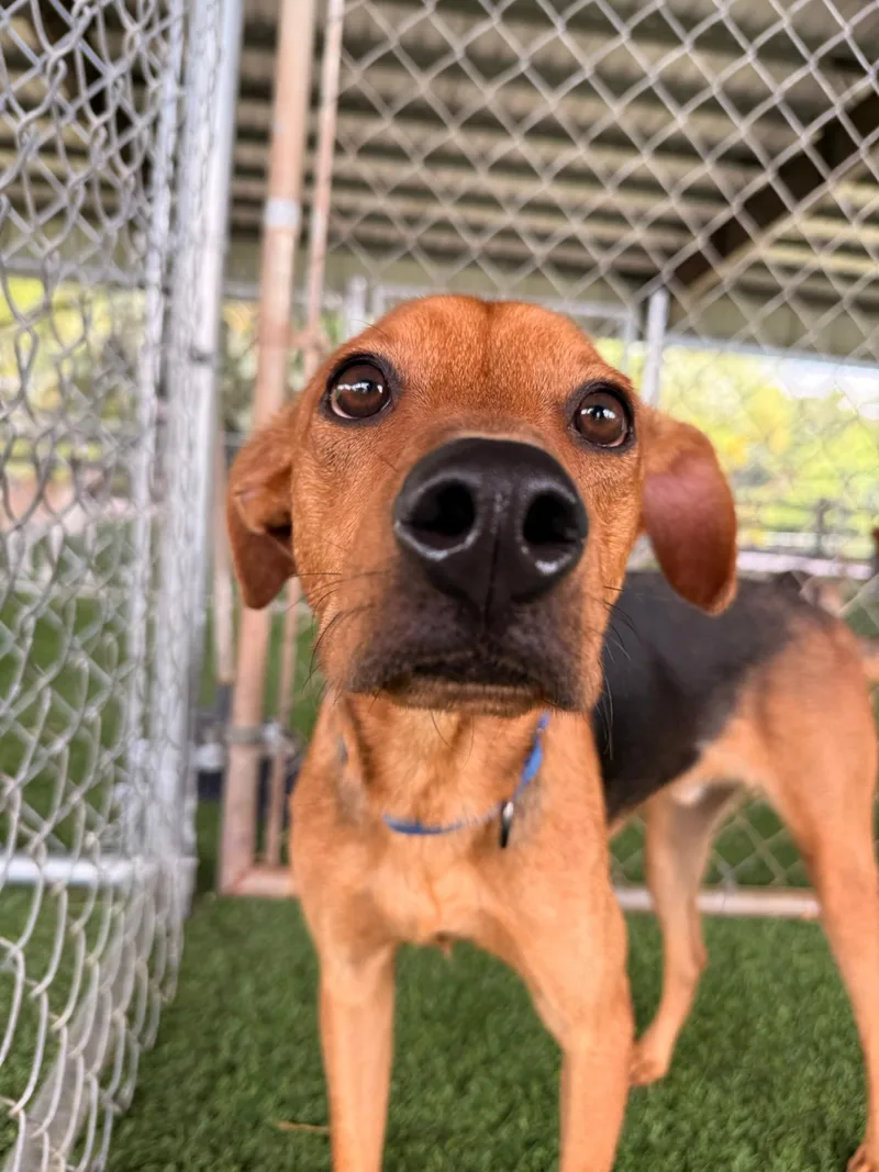 A young medium-sized male Mixed Breed dog named Benny for adoption in Brooklyn, NY
