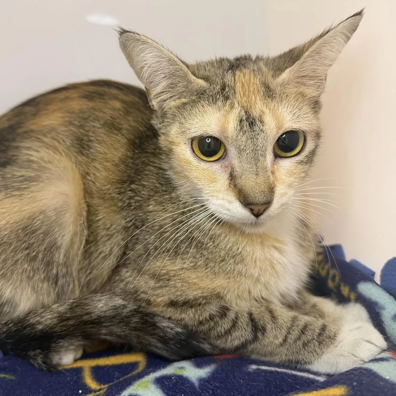 An adult medium-sized female Domestic Short Hair cat named Winnie Cooper for adoption in Los Angeles, CA