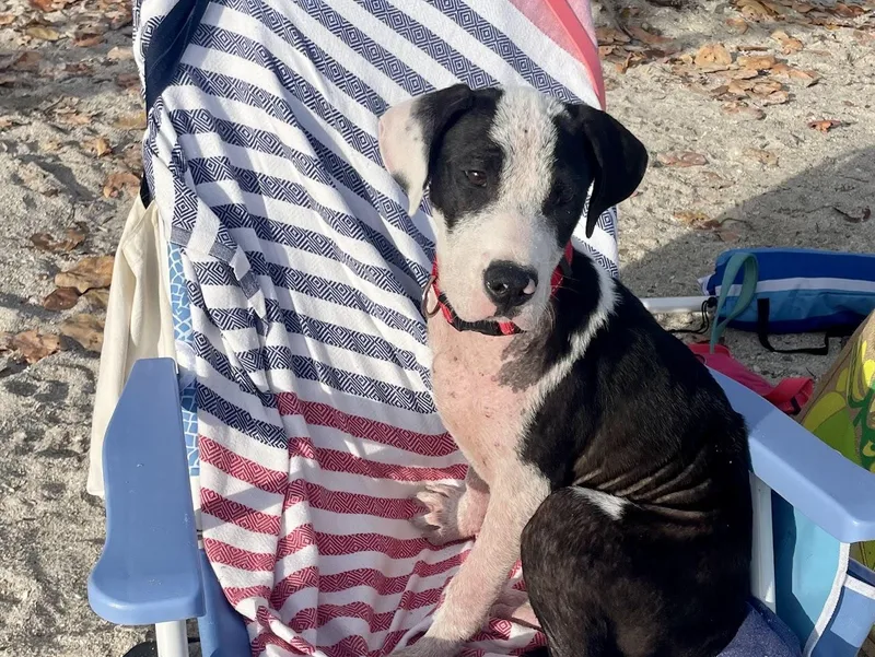 A baby large-sized female Great Dane dog named Bella for adoption in tampa, FL