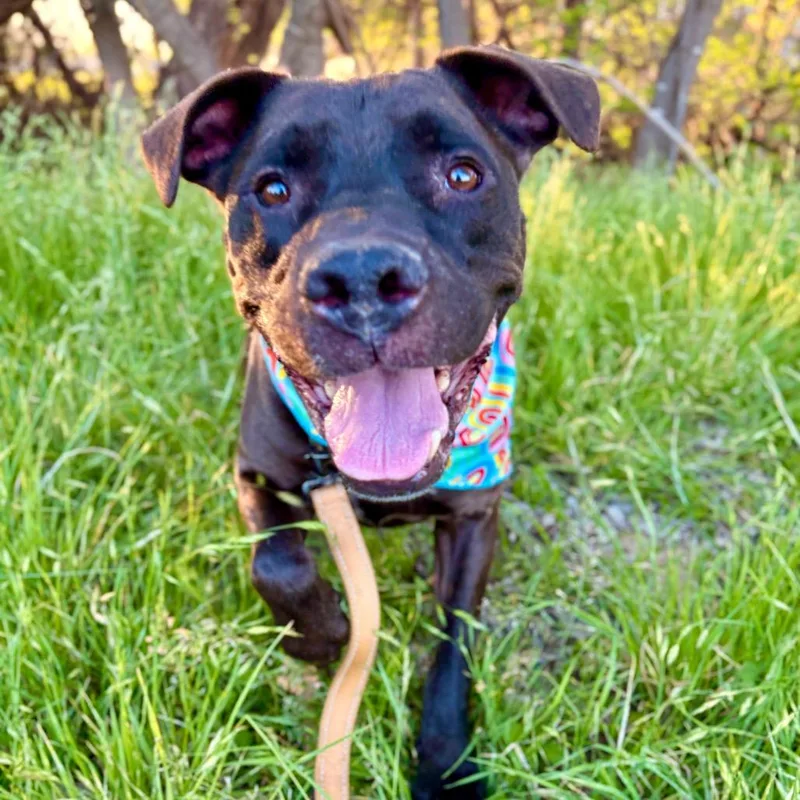 A senior medium-sized male Labrador Retriever dog named Trombone for adoption in Austin, TX