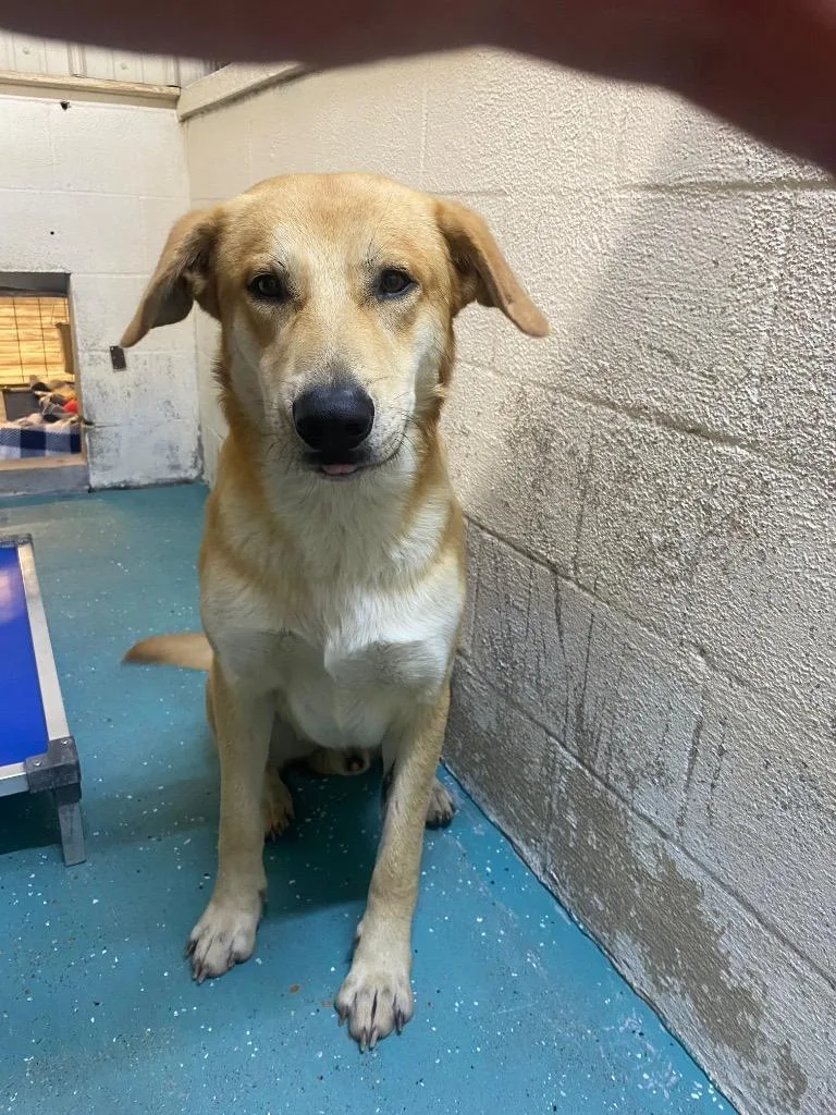 A young large-sized male Labrador Retriever dog named Elvis for adoption in Seven Points, TX