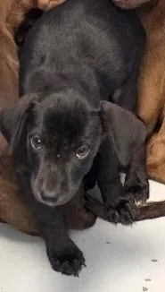 A baby medium-sized male Affenpinscher dog named 26-1228 for adoption in Hartsville, SC