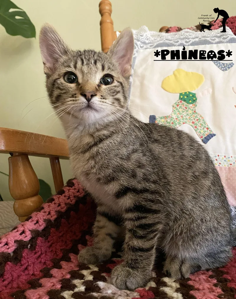 A baby small-sized male Tabby (Brown / Chocolate) Domestic Short Hair cat named Phineas for adoption in Centerville, UT