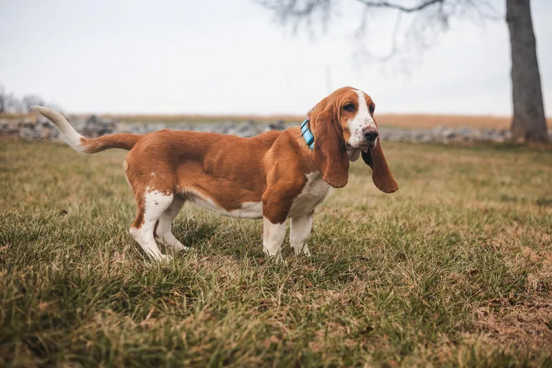 Honey Suckle  Transport thumbnail 4