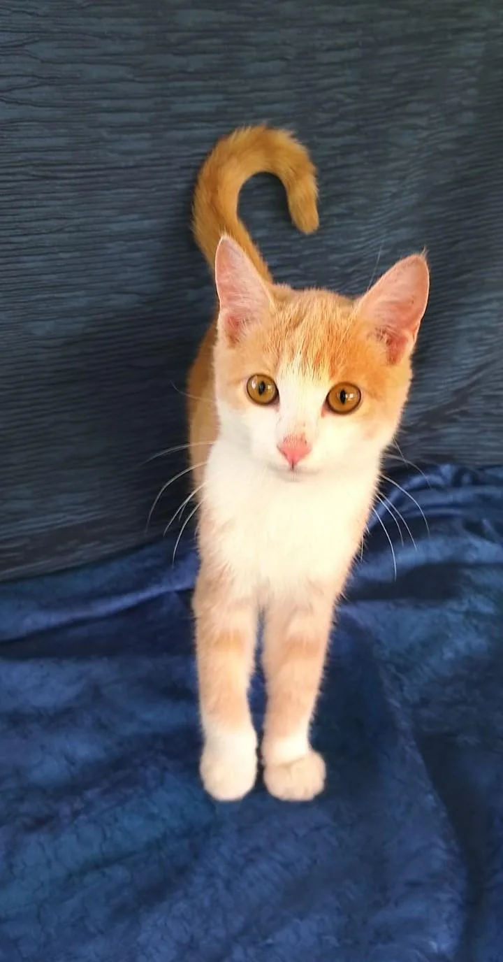 A baby medium-sized female Buff & White Domestic Short Hair cat named Golden Nugget for adoption in Thorofare, NJ
