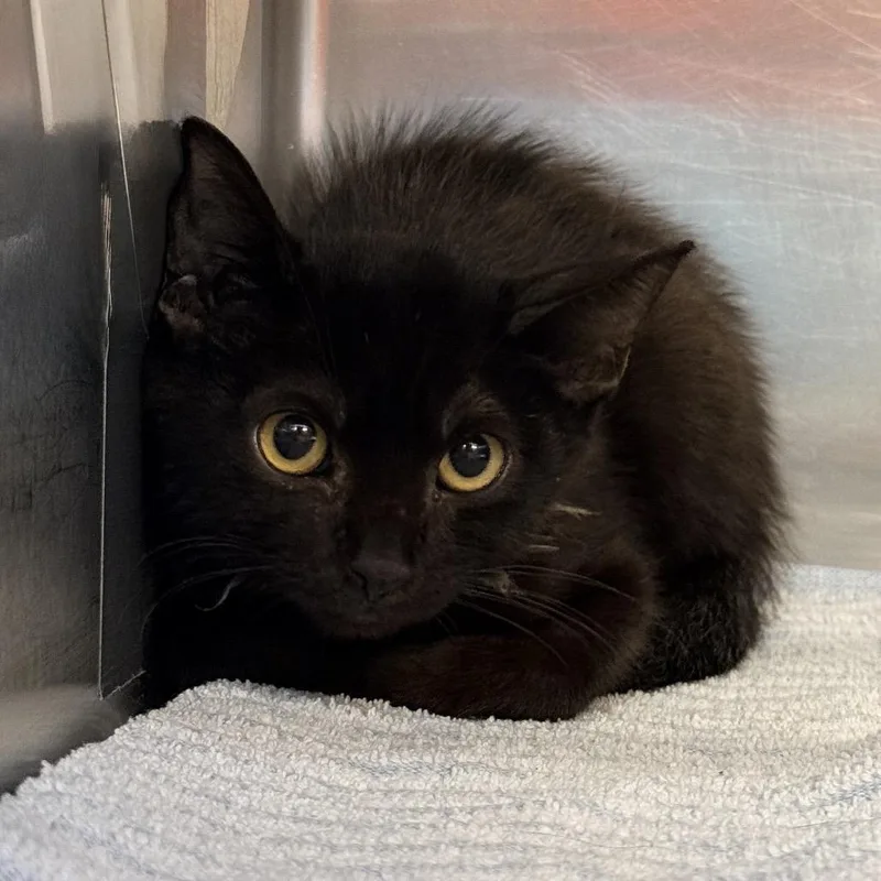 A baby small-sized female Black Domestic Medium Hair cat named Sabrina for adoption in Palm Springs, CA