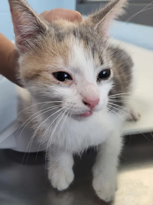 A baby small-sized female Domestic Medium Hair cat named Pen C Cali for adoption in Lawrenceville, GA