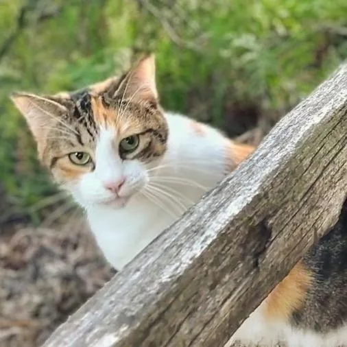 A senior small-sized female Calico Domestic Short Hair cat named Sophie for adoption in Oceanside, CA