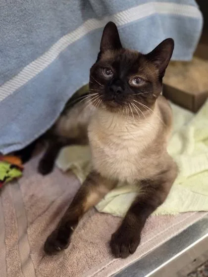 An adult medium-sized male Siamese cat named Rupert for adoption in Westland, MI
