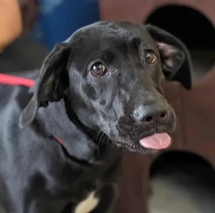 Persephone thumbnail 2