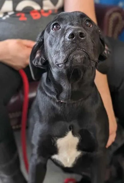 Persephone thumbnail 3