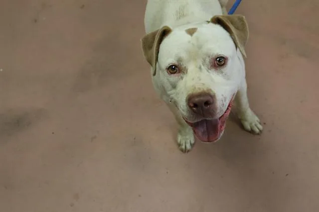 An adult medium-sized male Mixed Breed dog named Frosty for adoption in Columbia, SC