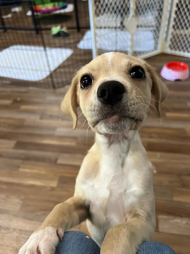 A baby small-sized male Rat Terrier dog named Sheldon for adoption in Waterloo, IL