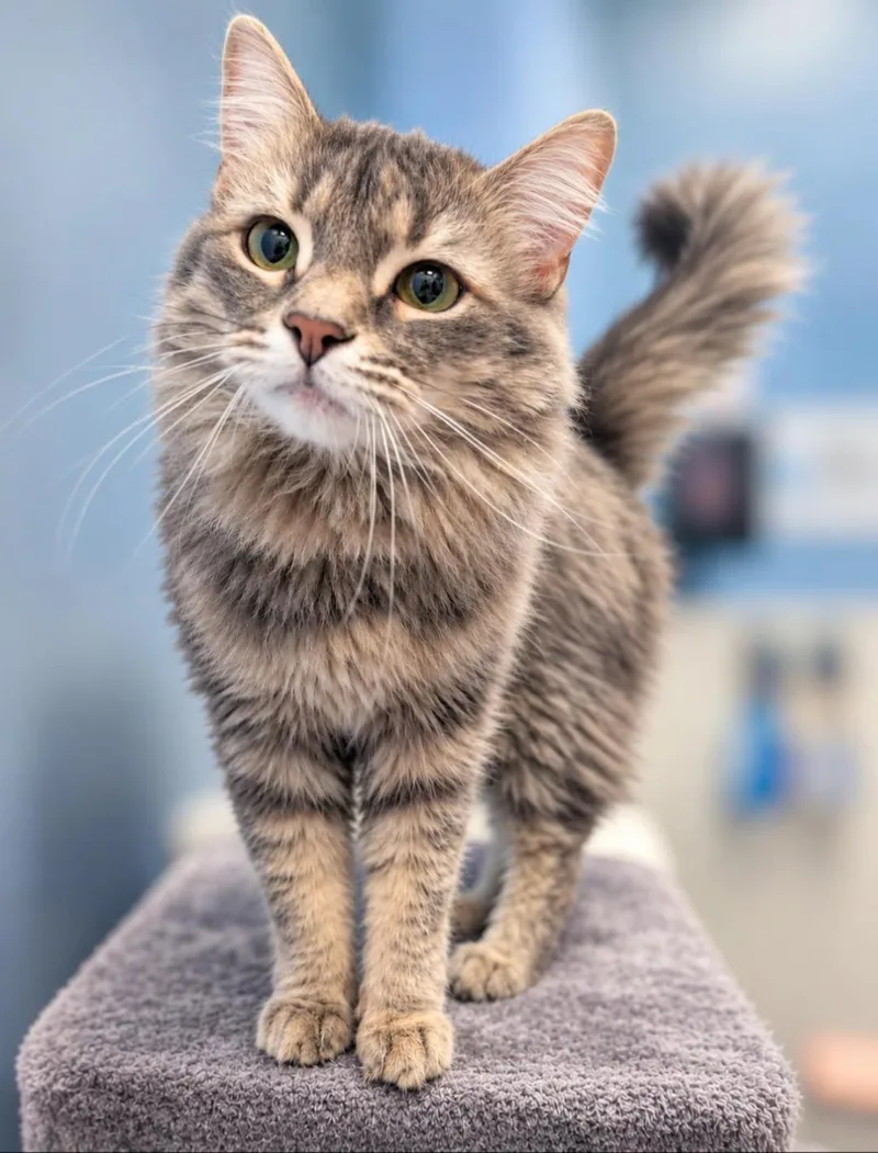 An adult medium-sized female Domestic Long Hair cat named Midna Twilight Bonded To for adoption in Chandler, AZ