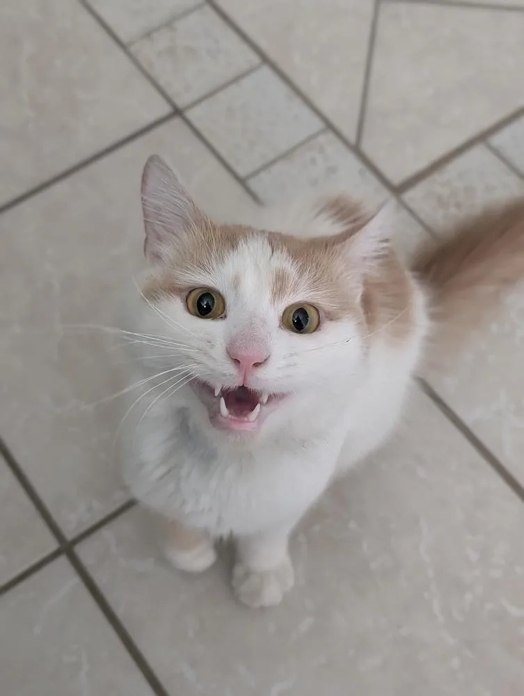 An adult medium-sized male Orange & White Domestic Long Hair cat named Warren for adoption in Duxbury, MA