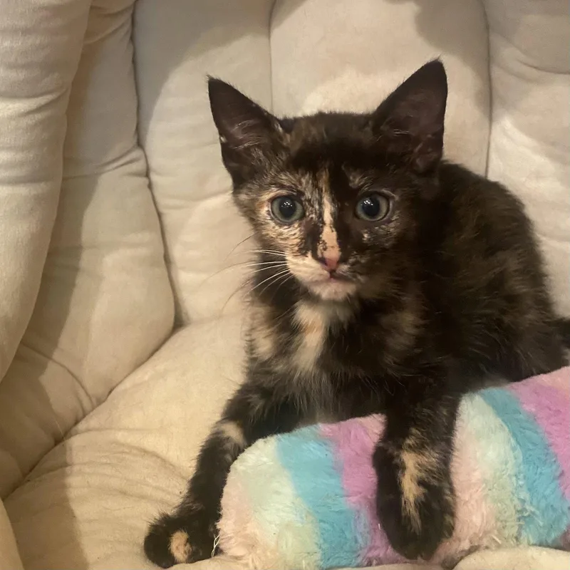 A baby medium-sized female Domestic Short Hair cat named Fendi for adoption in Tampa, FL
