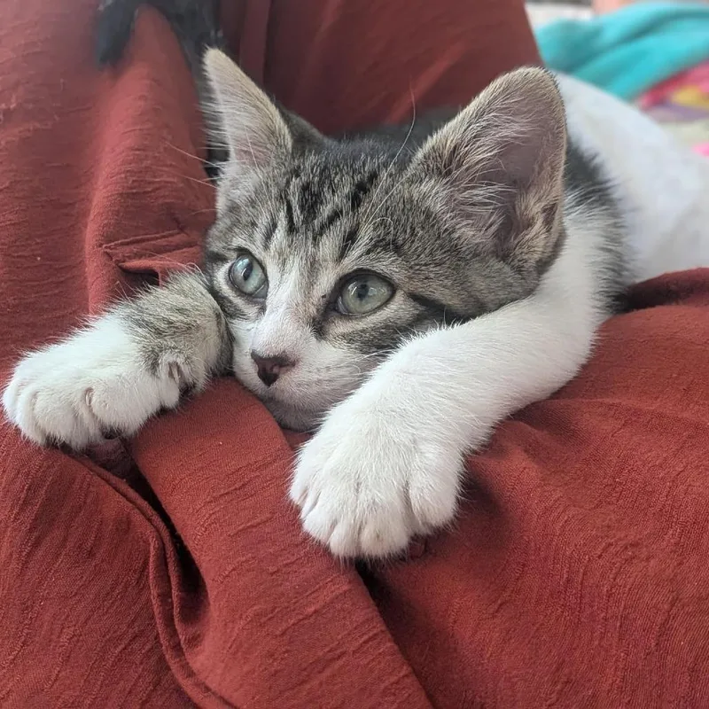A baby small-sized male Brown / Chocolate Domestic Short Hair cat named Biff Schmidt for adoption in Eagle Mountain, UT