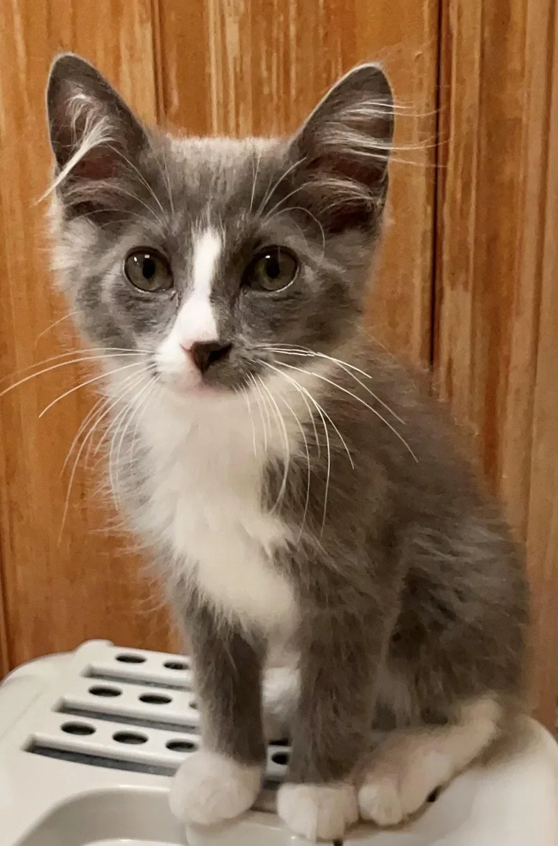 A baby small-sized female Gray & White Domestic Medium Hair cat named Sophie for adoption in Arlington, TX