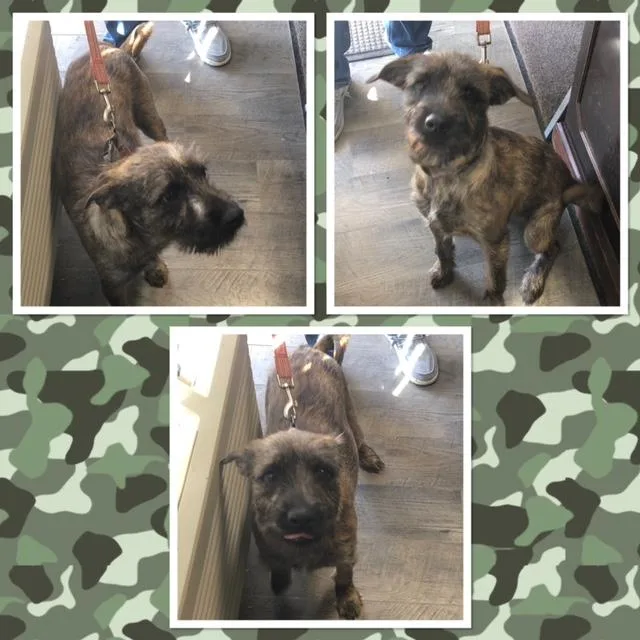 A baby small-sized male Brindle Terrier dog named Fuzzy George for adoption in Buckhannon, WV