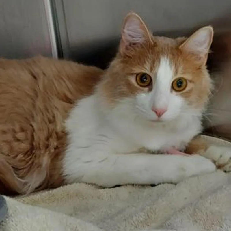 An adult medium-sized male Orange & White Domestic Long Hair cat named Tiger jr for adoption in Lake Havasu City, AZ