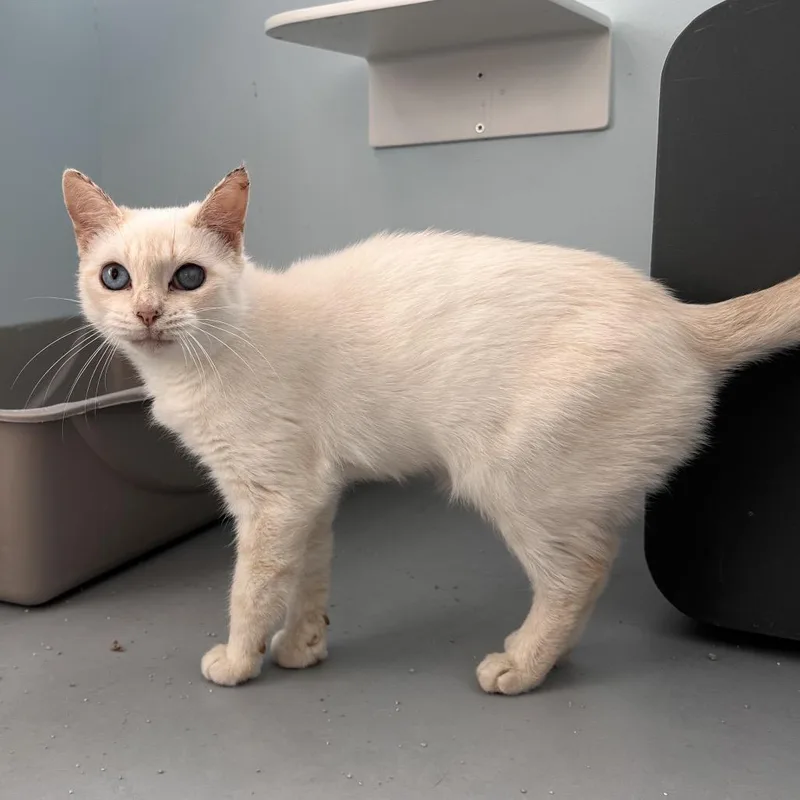 A young medium-sized female Siamese cat named Gala for adoption in Boston, MA
