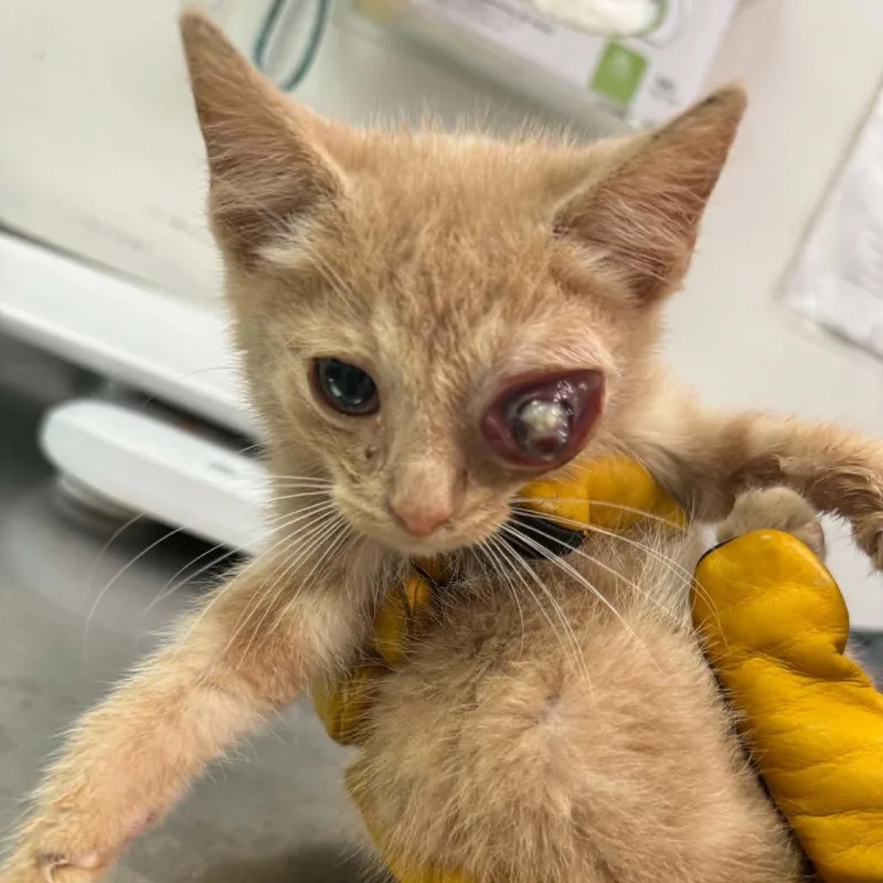 A baby small-sized male Orange / Red Domestic Medium Hair cat named Eddie Vedder for adoption in Charleston, WV