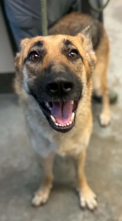 An adult large-sized female German Shepherd Dog dog named Natie for adoption in Bowling Green, KY