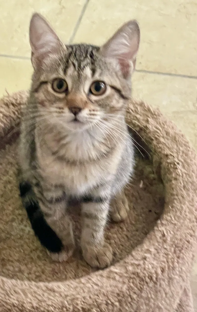 A baby medium-sized female Tabby cat named Ruth for adoption in Lacon, IL