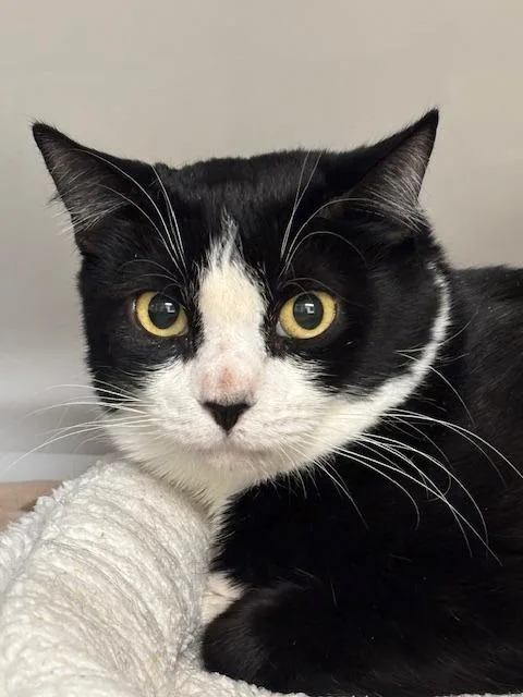 A young medium-sized female Domestic Short Hair cat named Canyon for adoption in Peoria, AZ