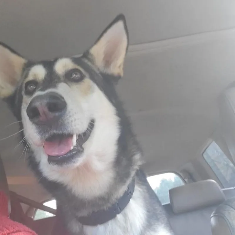 A senior large-sized male Black Husky dog named MoLena for adoption in Peachtree City, GA
