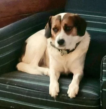 An adult medium-sized female Tricolor (Brown, Black, & White) Beagle dog named Ziva for adoption in West Decatur, PA