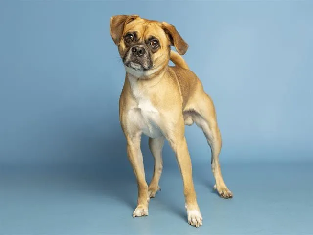 A young small-sized male Pug dog named Kenobi for adoption in Phoenix, AZ